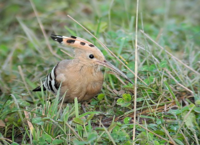 Hoopoe