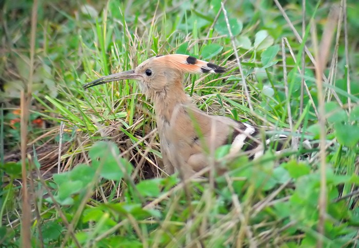 Hoopoe