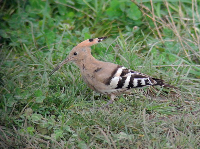 Hoopoe
