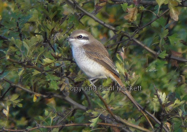 Brown Shrike