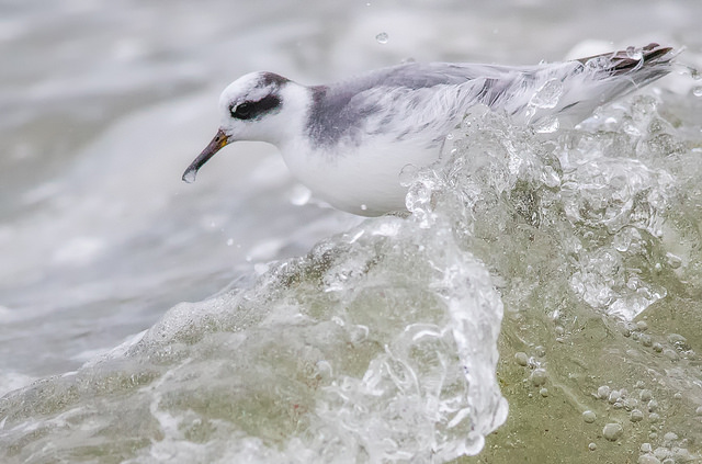 Grey Phalarope