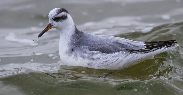 Grey Phalarope