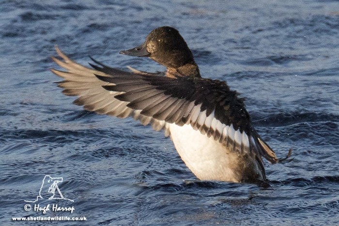 Lesser Scaup