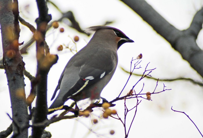 Waxwing