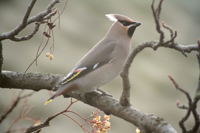 Waxwing