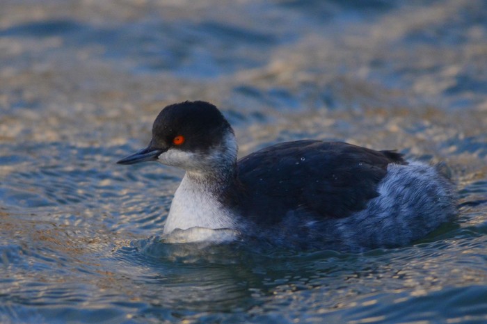Black-necked Grebe
