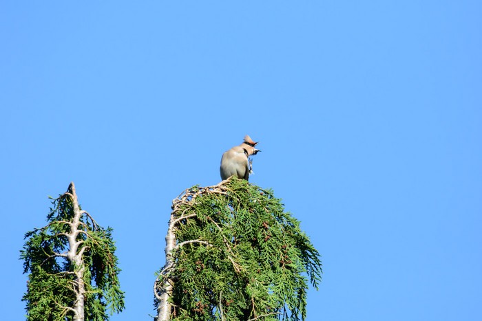 Waxwing