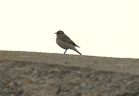 Pied Wheatear