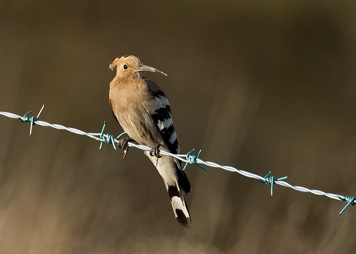 Hoopoe