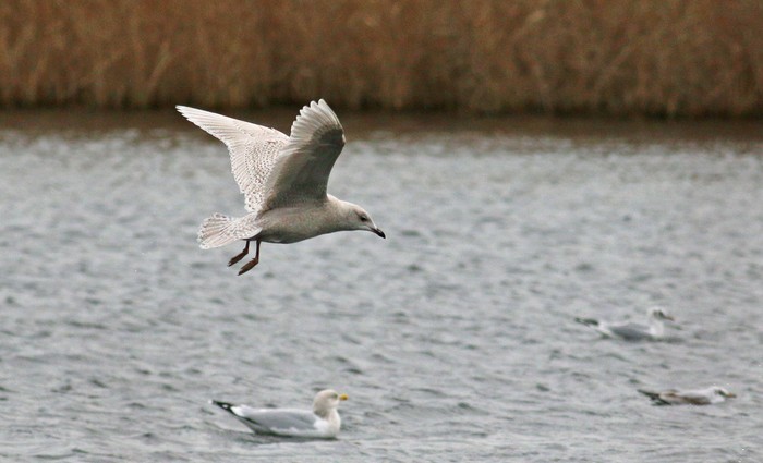 Iceland Gull