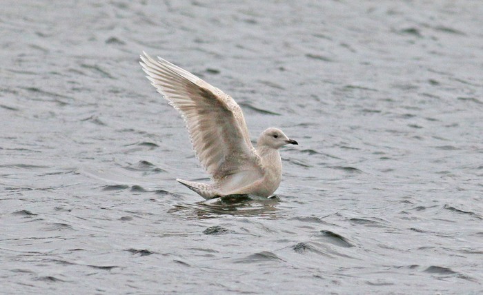 Iceland Gull