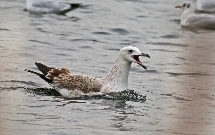 Caspian Gull