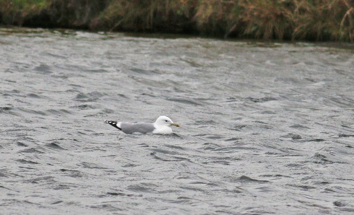 Caspian Gull