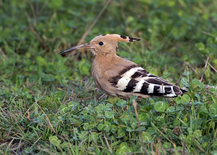 Hoopoe