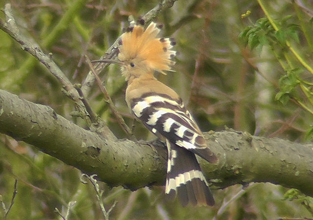 Hoopoe