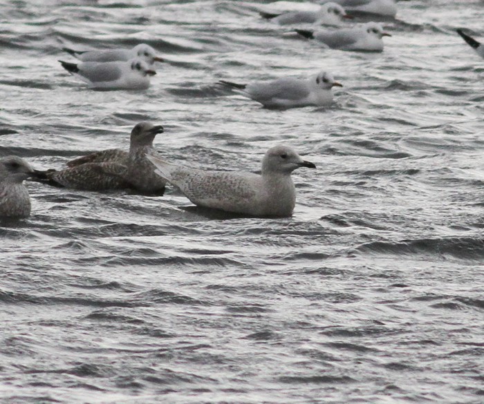 Iceland Gull