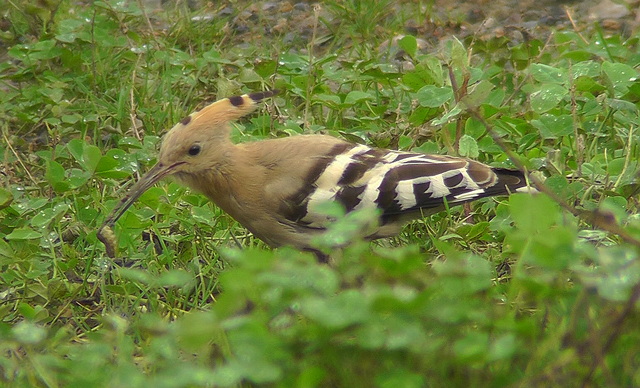 Hoopoe