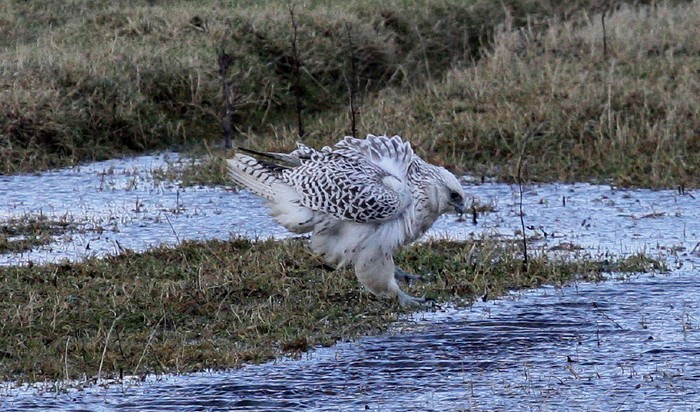 Gyr
