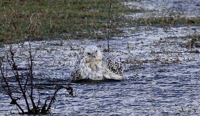 Gyr