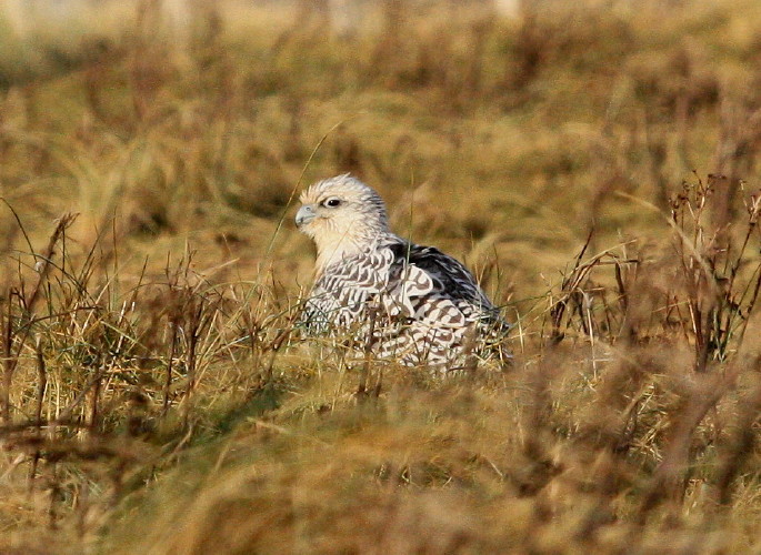 Gyr