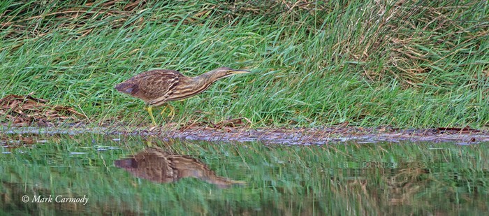 American Bittern