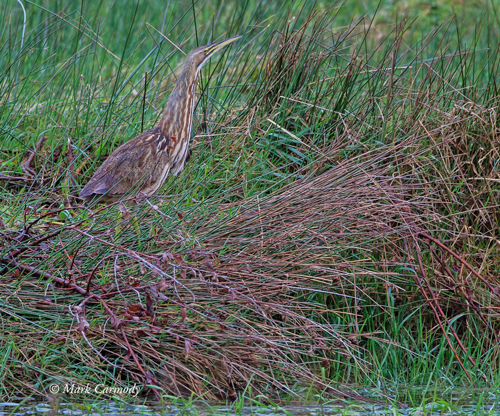 American Bittern