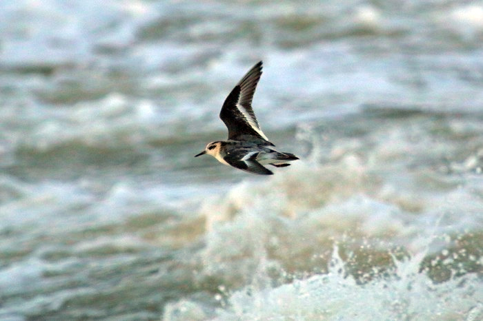 Grey Phalarope