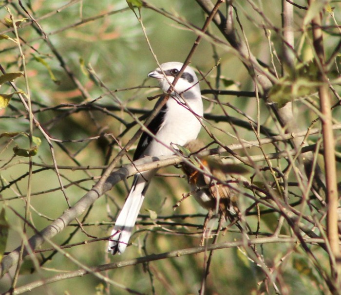 Great Grey Shrike