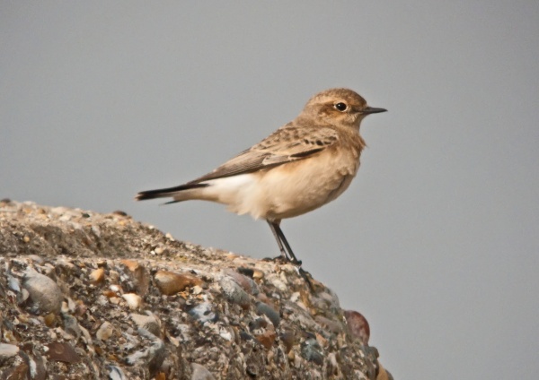 Pied Wheatear