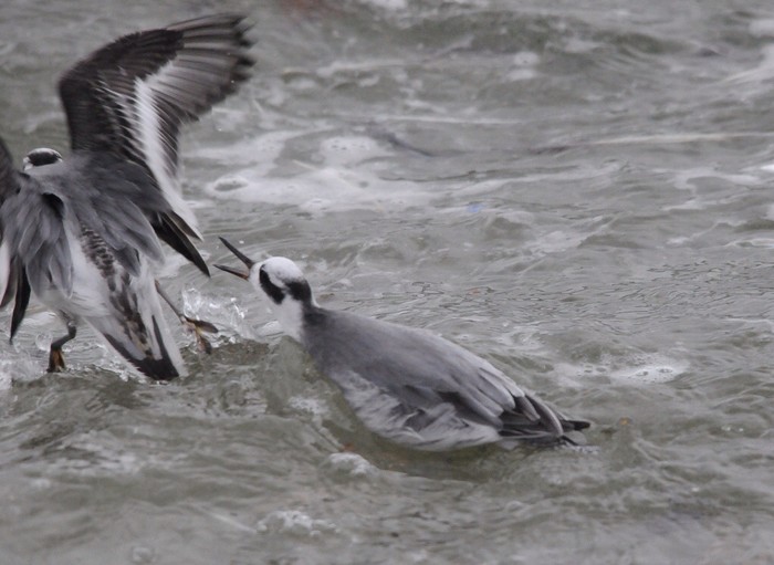 Grey Phalarope