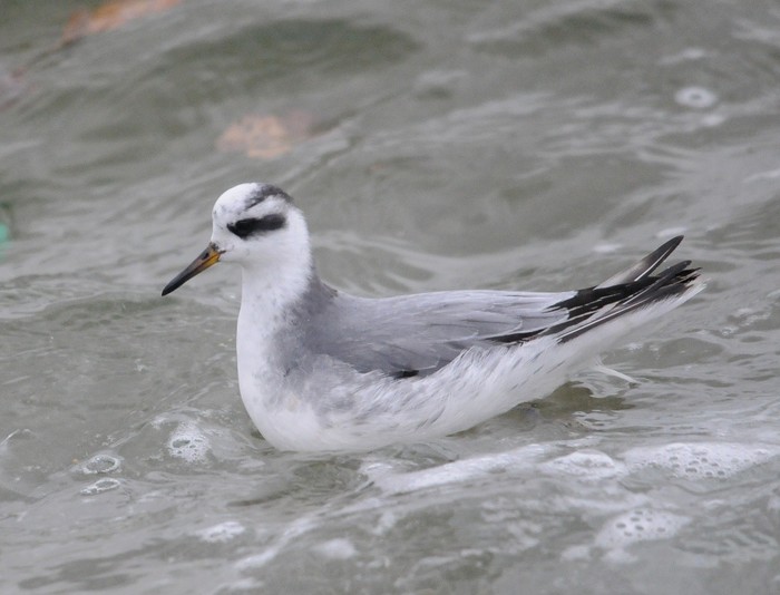 Grey Phalarope