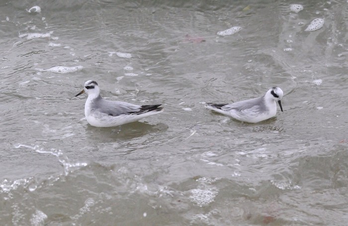 Grey Phalarope