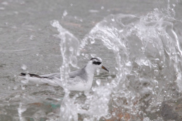 Grey Phalarope