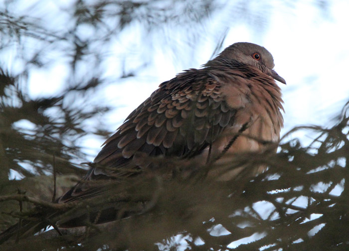 Western Rufous Turtle Dove