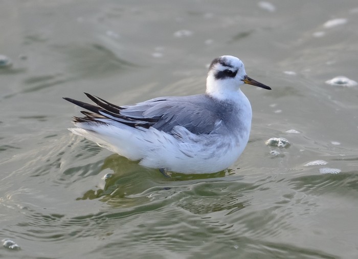 Grey Phalarope