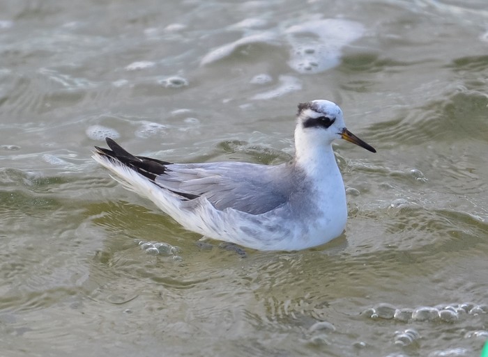 Grey Phalarope