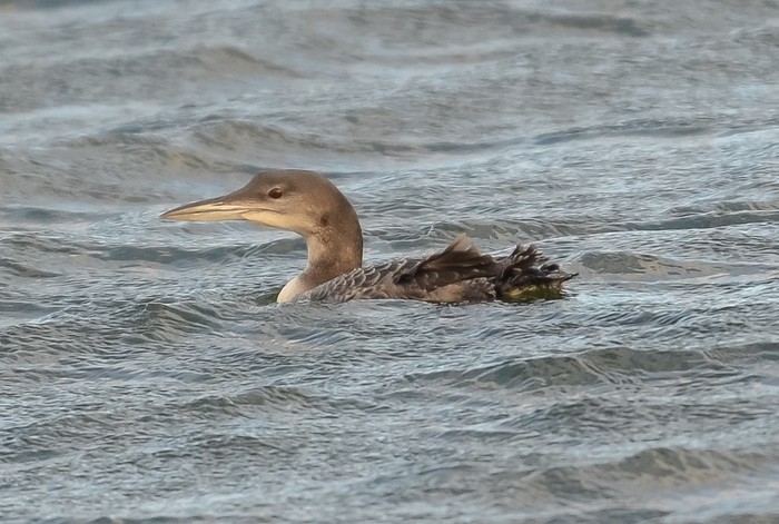 Great Northern Diver