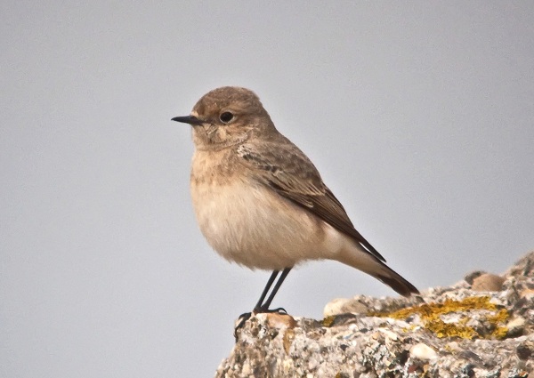 Pied Wheatear