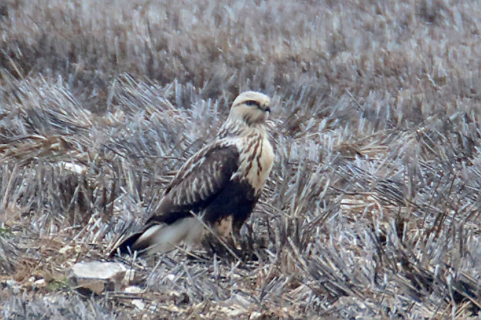 Rough-legged Buzzard
