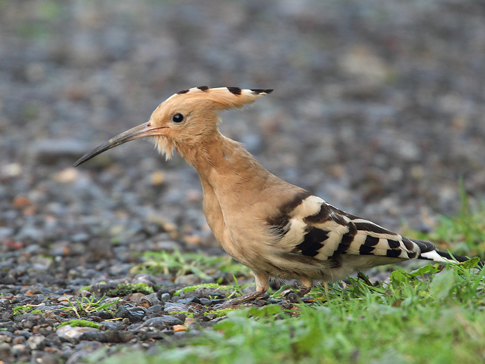 Hoopoe