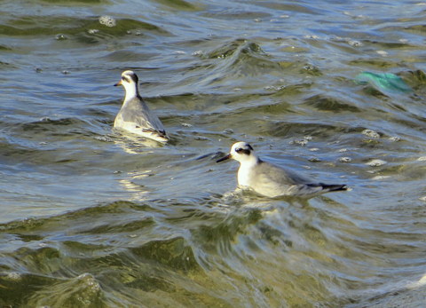 Grey Phalarope