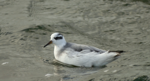 Grey Phalarope