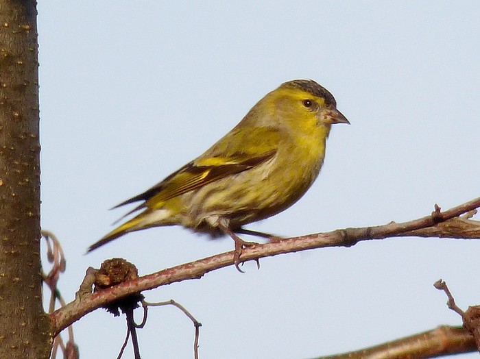 Siskin