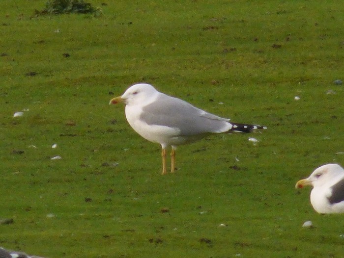 Yellow-legged Gull