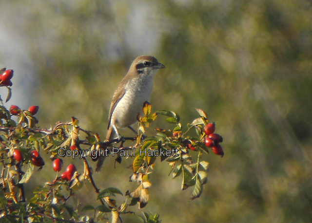 Brown Shrike