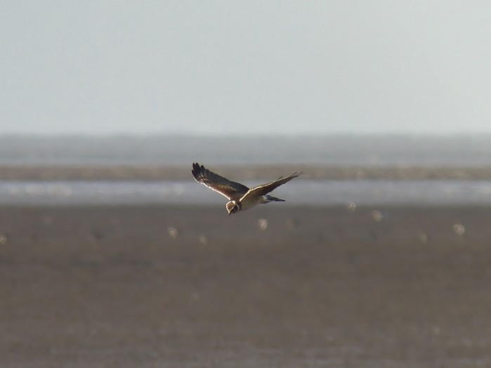 Pallid Harrier