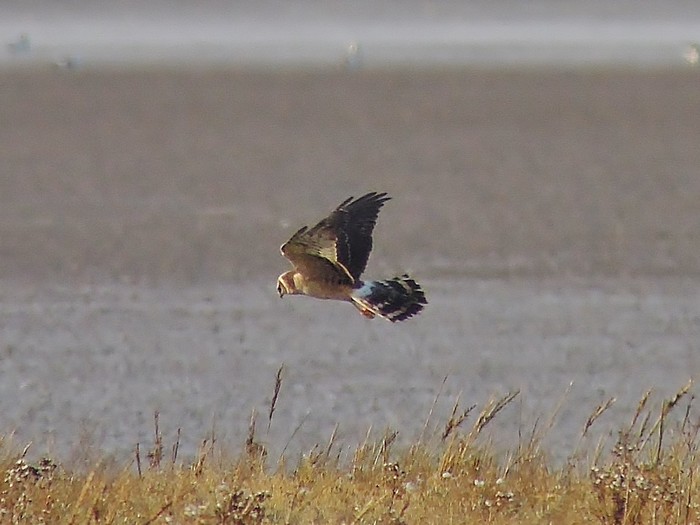 Pallid Harrier