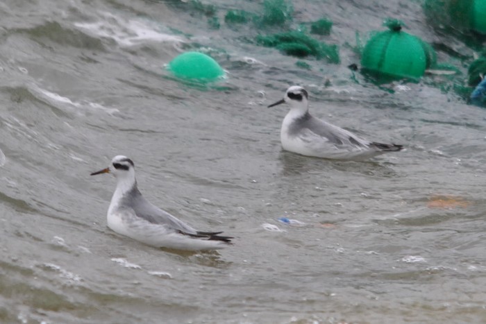 Grey Phalarope