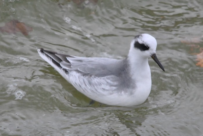 Grey Phalarope