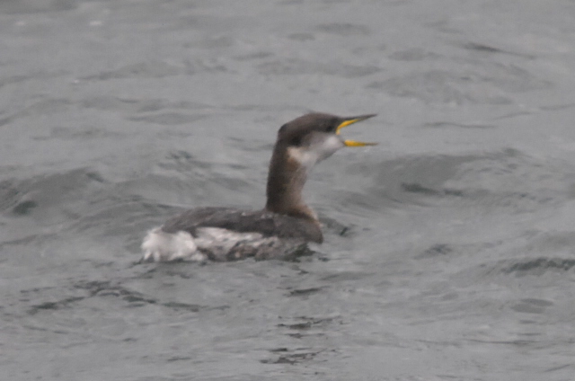 Red-necked Grebe